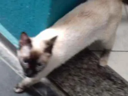 Gato ra a siames idade 7 a 11 meses nome Amora
