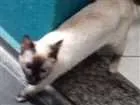 Gato raça siames idade 7 a 11 meses nome Amora
