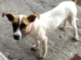 Dalila