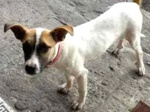 Cachorro raça SRD idade 7 a 11 meses nome Dalila
