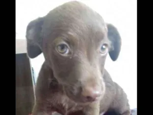 Cachorro raça SRD idade 2 a 6 meses nome Sem Nome