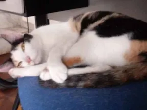 Gato raça Tres cores idade 7 a 11 meses nome Nina