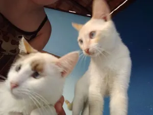 Gato raça  idade 2 a 6 meses nome Madonna, Feliz