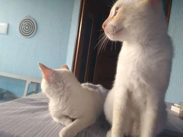 Gato ra a  idade 2 a 6 meses nome Madonna, Feliz