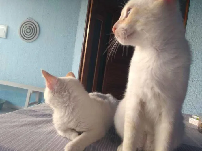 Gato ra a  idade 2 a 6 meses nome Madonna, Feliz