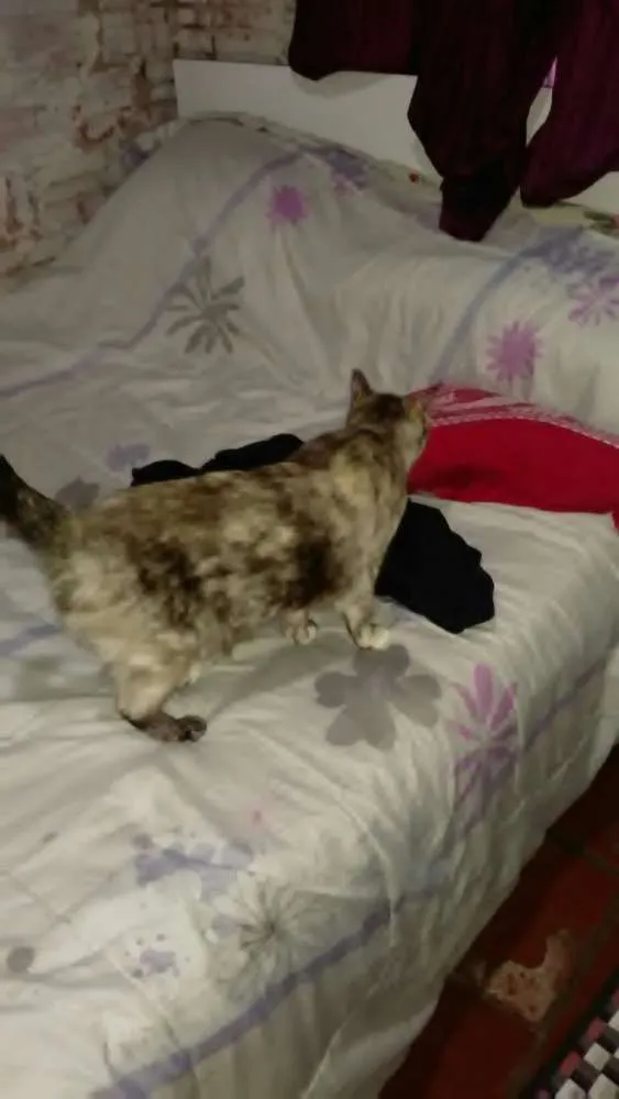 Gato ra a Cianes misturado idade 1 ano nome Jade