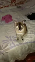 Jade