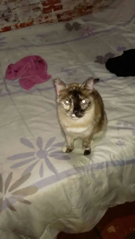 Gato ra a Cianes misturado idade 1 ano nome Jade