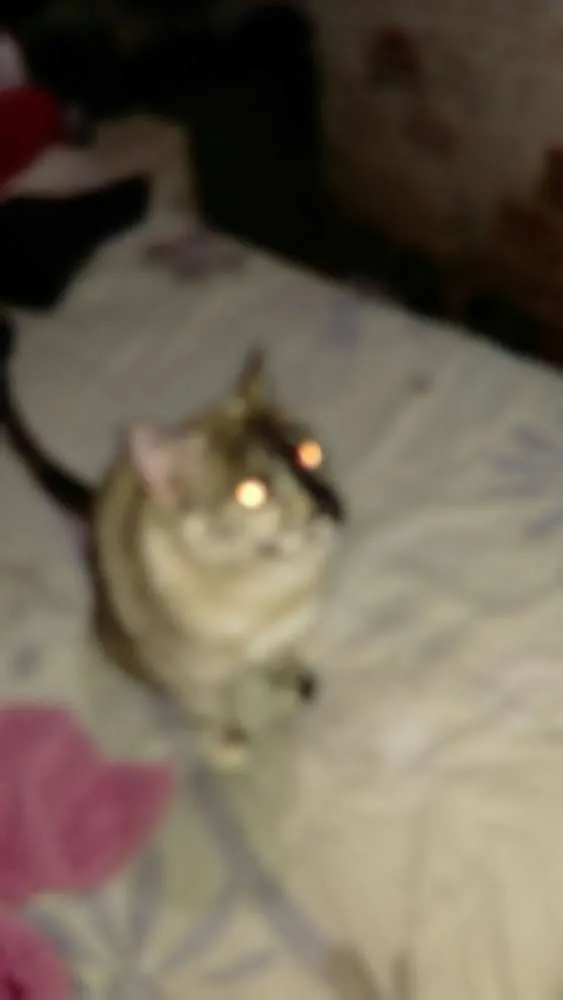 Gato ra a Cianes misturado idade 1 ano nome Jade
