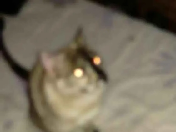 Gato ra a Cianes misturado idade 1 ano nome Jade