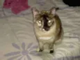Jade