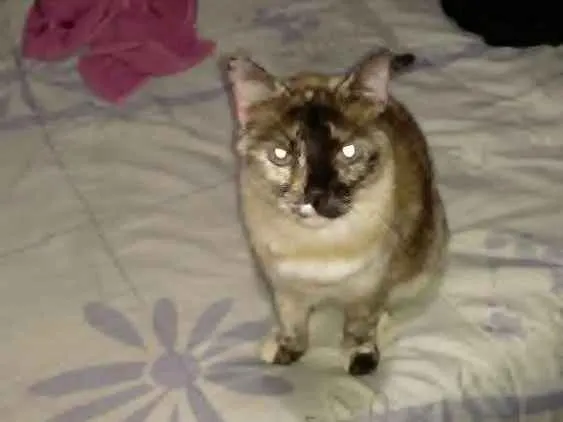 Gato ra a Cianes misturado idade 1 ano nome Jade