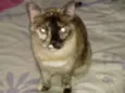Jade