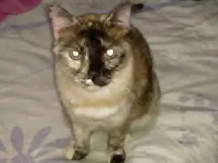 Gato ra a Cianes misturado idade 1 ano nome Jade