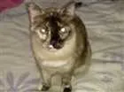 Gato raça Cianes misturado idade 1 ano nome Jade