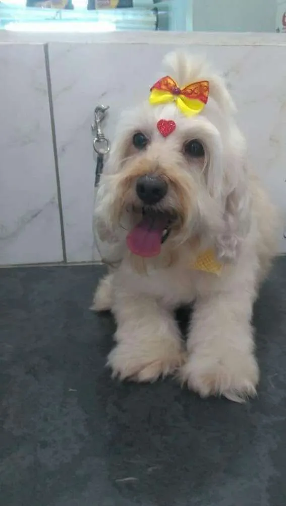 Cachorro ra a POODLE COM MALTÊS idade 6 ou mais anos nome LILICA