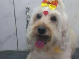 Cachorro raça POODLE COM MALTÊS idade 6 ou mais anos nome LILICA