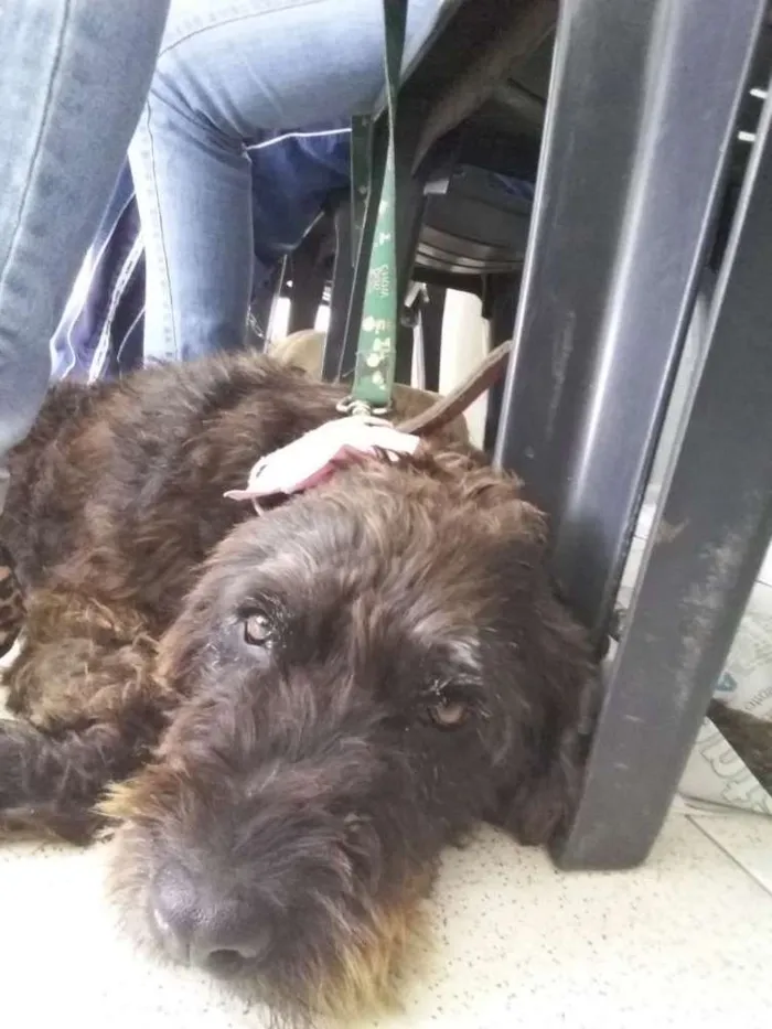 Cachorro ra a Vira lata idade 2 anos nome Marceline