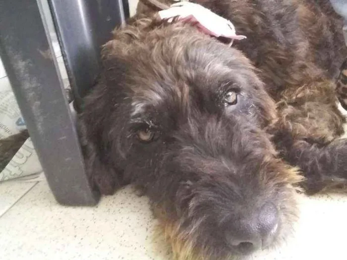 Cachorro ra a Vira lata idade 2 anos nome Marceline