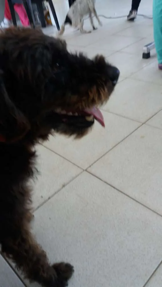 Cachorro ra a Vira lata idade 2 anos nome Marceline