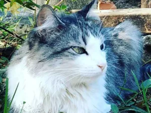 Gato raça Angorá idade 4 anos nome Bola de Pelo GRATIFICA