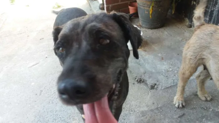 Cachorro ra a Vira lata idade 2 anos nome Marceline