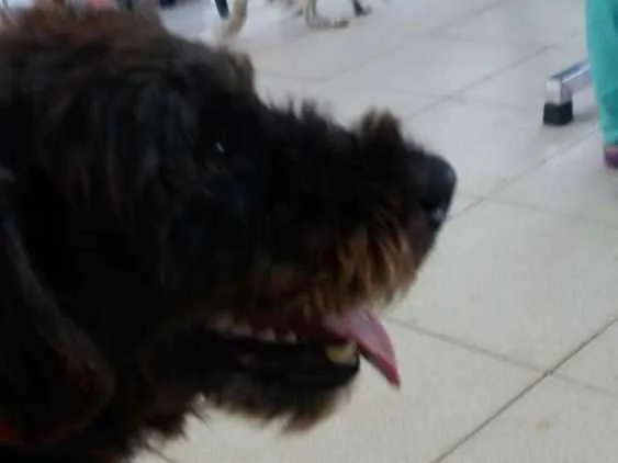 Cachorro ra a Vira lata idade 2 anos nome Marceline