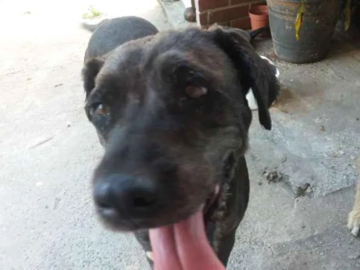Cachorro ra a Vira lata idade 2 anos nome Marceline