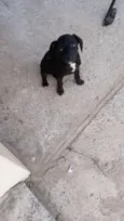 Supino