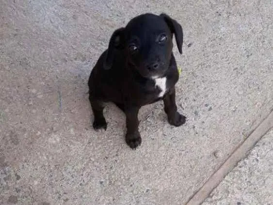 Cachorro ra a Vira lata idade 2 a 6 meses nome Supino