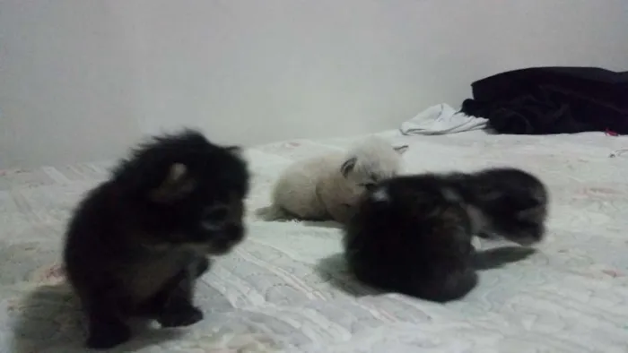 Gato ra a desconhecida  idade Abaixo de 2 meses nome Não tem