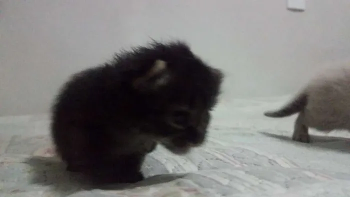 Gato ra a desconhecida  idade Abaixo de 2 meses nome Não tem