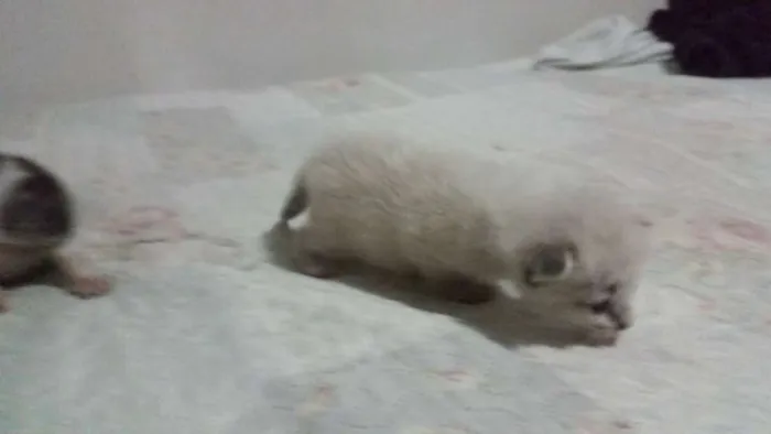 Gato ra a desconhecida  idade Abaixo de 2 meses nome Não tem