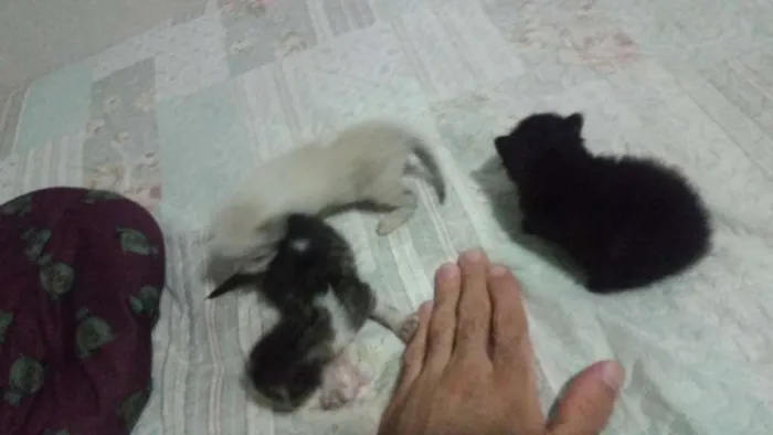 Gato ra a desconhecida  idade Abaixo de 2 meses nome Não tem