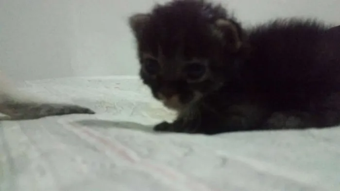 Gato ra a desconhecida  idade Abaixo de 2 meses nome Não tem