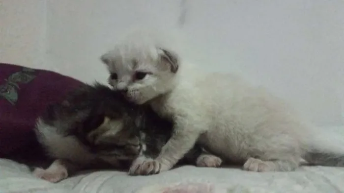 Gato ra a desconhecida  idade Abaixo de 2 meses nome Não tem