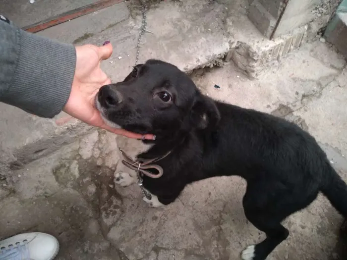 Cachorro ra a Não sabemos idade 2 a 6 meses nome Neguinha