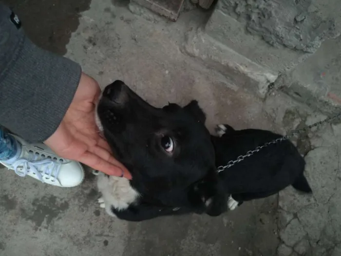 Cachorro ra a Não sabemos idade 2 a 6 meses nome Neguinha