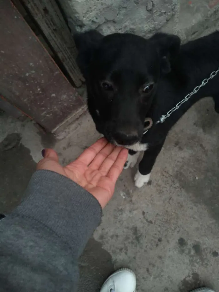 Cachorro ra a Não sabemos idade 2 a 6 meses nome Neguinha