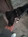 Neguinha