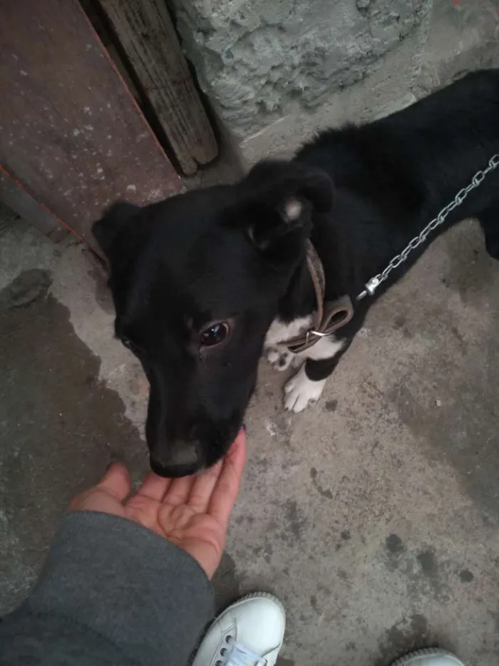 Cachorro ra a Não sabemos idade 2 a 6 meses nome Neguinha