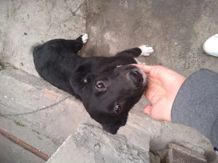 Cachorro ra a Não sabemos idade 2 a 6 meses nome Neguinha