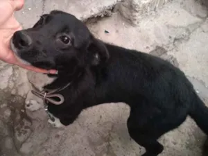 Cachorro raça Não sabemos idade 2 a 6 meses nome Neguinha