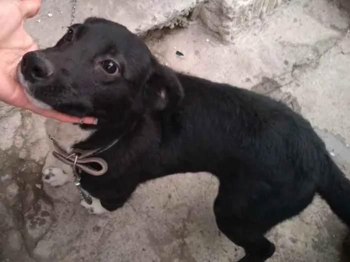 Cachorro ra a Não sabemos idade 2 a 6 meses nome Neguinha