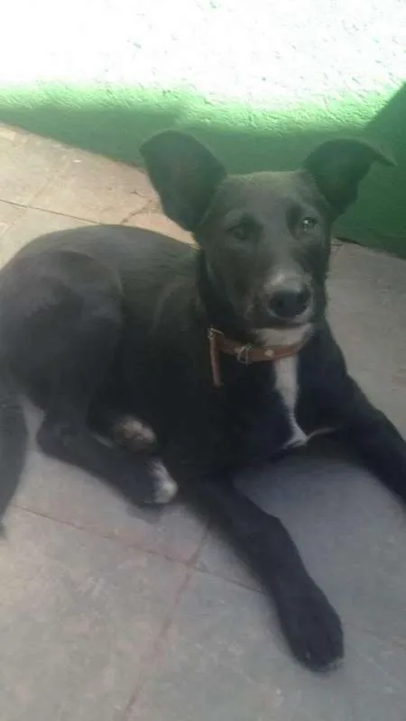 Cachorro raça Srd idade 7 a 11 meses nome Luck