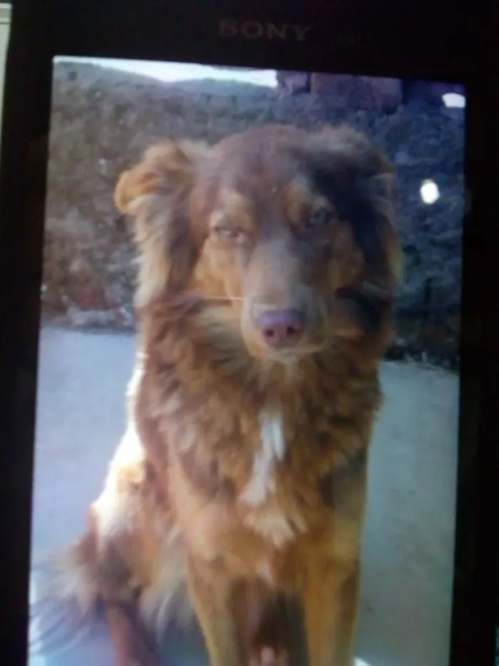 Cachorro ra a Alemão com Raskin idade 7 a 11 meses nome Lesse