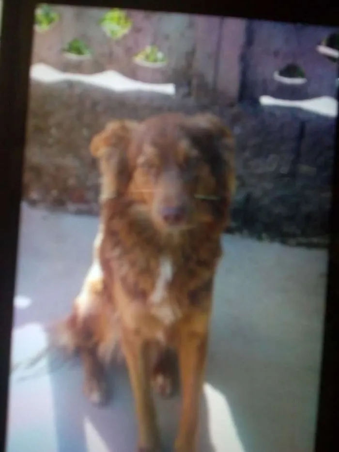 Cachorro ra a Alemão com Raskin idade 7 a 11 meses nome Lesse