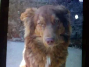 Cachorro raça Alemão com Raskin idade 7 a 11 meses nome Lesse