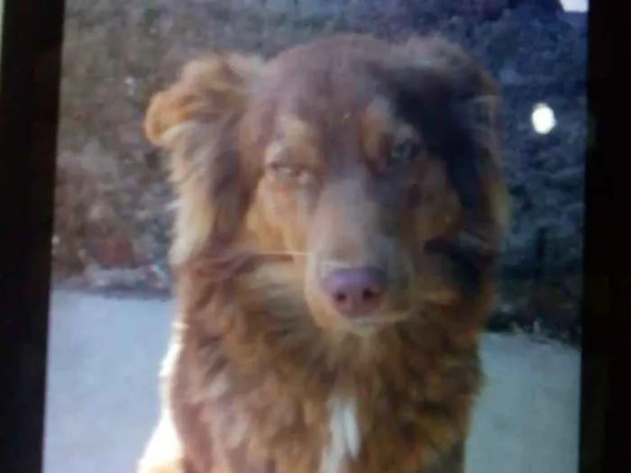 Cachorro ra a Alemão com Raskin idade 7 a 11 meses nome Lesse