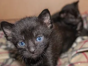 Gato raça N/D idade 2 a 6 meses nome Fred